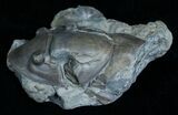 Bargain Isotelus Trilobite Specimen - Ontario #6039-2